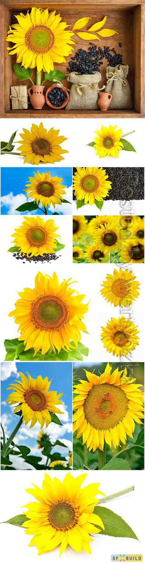 Beautiful sunflowers stock photo