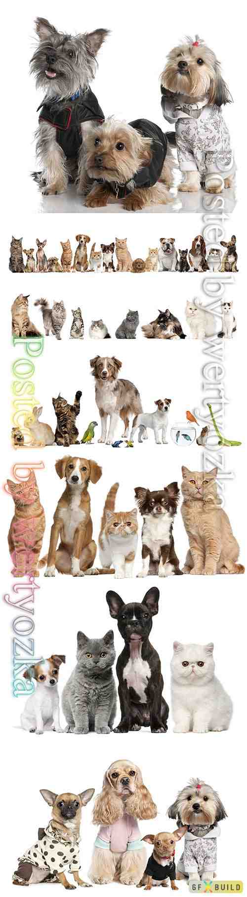 Cats and dogs beautiful stock photo