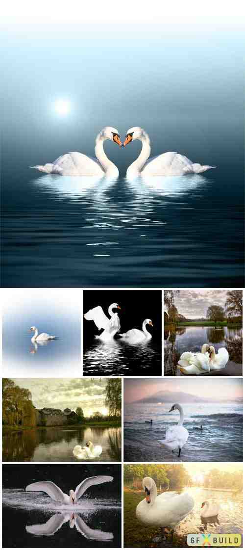 White swans stock photo